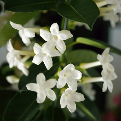 Jasmin de Madagascar : vente Jasmin de Madagascar / Stephanotis floribunda