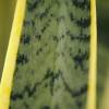 Sansevieria 'Laurentii'