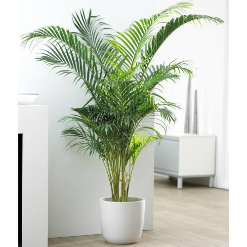 areca