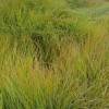 Grass, Pheasants tail