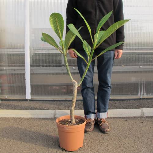 100 Graines De Frangipanier Blanc – Fleurs Tropicales Faciles à Cultiver, Non-OGM