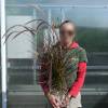 Herbe aux couvillons 'Fireworks'