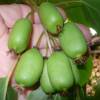 Kiwai autofertile 'Issai'