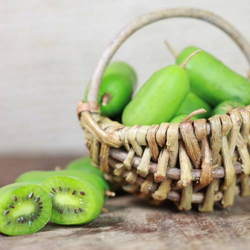 Kiwi De Sibérie Issaï - Plante Autofertile, Donne Des Mini-kiwis - Conteneur 6 Litres