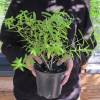 Verveine citronnelle