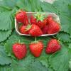 Fraisier 'Cijose'