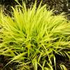 Herbe du Japon 'All gold'