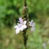 Verveine officinale