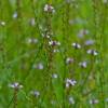 Verveine officinale