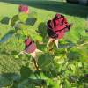 Rosier 'Black Baccara'