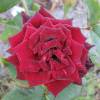 Rosier 'Black Baccara'