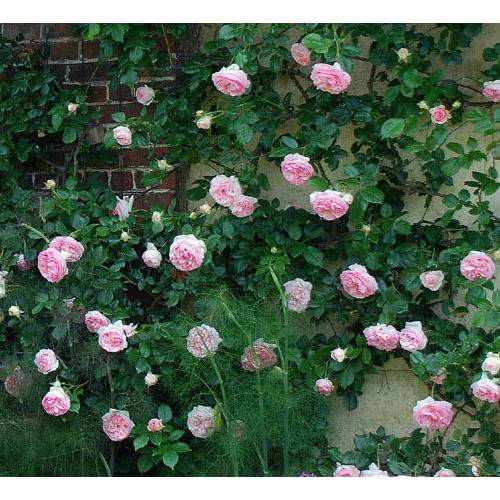 Rosier 'Pierre de Ronsard' : vente Rosier 'Pierre de Ronsard' / Rosa Pierre  de Ronsard