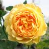 Rosier 'Golden Celebration'