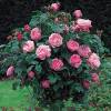 Rosier 'Mary Rose'