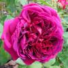 Rosier 'William Shakespeare 2000'