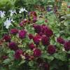 Rosier 'William Shakespeare 2000'