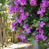 Bougainvillier mauve