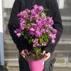 Bougainvillier mauve
