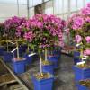 Bougainvillier mauve