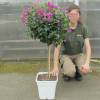 Bougainvillier mauve