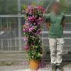 Bougainvillier mauve