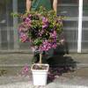 Bougainvillier mauve