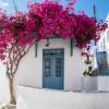 Bougainvillier mauve