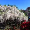 Glycine blanche