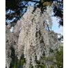 Glycine blanche