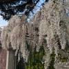 Glycine blanche