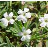 Gypsophile rampante