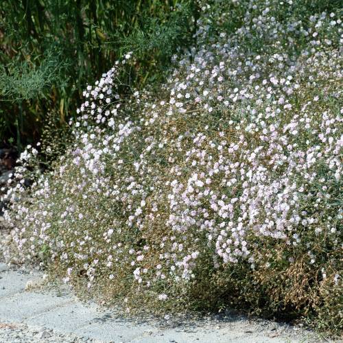 Gypsophile rampante : vente Gypsophile rampante / Gypsophila repens