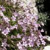 Gypsophile rampante rose