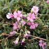 Gypsophile rampante rose