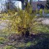 Forsythia suspensa