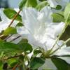 Azal�e japonaise 'Schneewitchen'