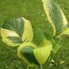 Hosta 'Carnival'