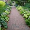 Hosta 'Carnival'