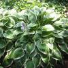 Hosta 'Francee'