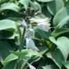 Hosta 'Halcyon'