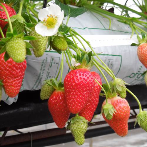 Seeds 100 Graines De FRAISE MAGNUM De Mon Jardin RARE !! 