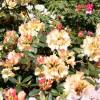 Rhododendron jaune 'Horizon Monarch'