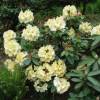 Rhododendron jaune 'Horizon Monarch'