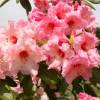 Rhododendron rose 'Virginia Richards'