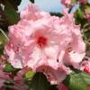 Rhododendron rose 'Virginia Richards'