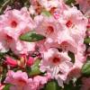 Rhododendron rose 'Virginia Richards'