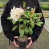 Rhododendron rose 'Virginia Richards'