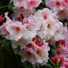 Rhododendron rose 'Virginia Richards'