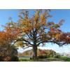 Ch�ne blanc d'Am�rique