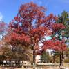 Ch�ne blanc d'Am�rique